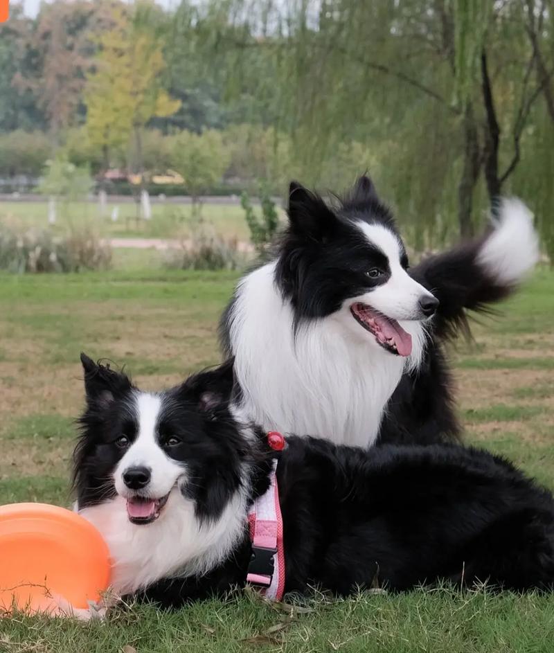 怎样挑选边境牧羊幼犬，怎样挑选边境牧羊幼犬图片