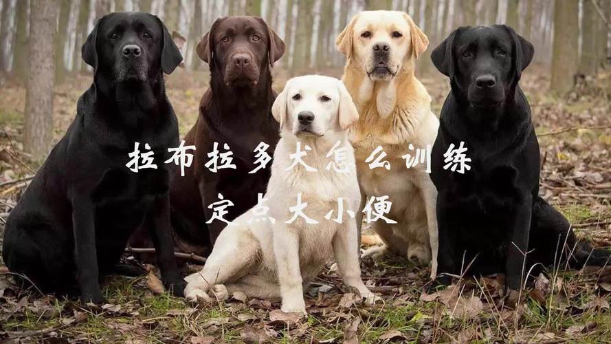 拉布拉多犬怎样训练视频，拉布拉多犬怎样训练视频讲解