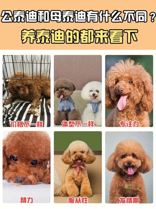 贵宾犬和泰迪犬的区别图，贵宾犬和泰迪犬的区别图片对比