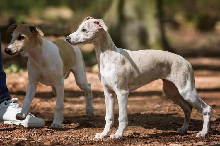 惠比特犬智商高吗百度百科，惠比特 智商