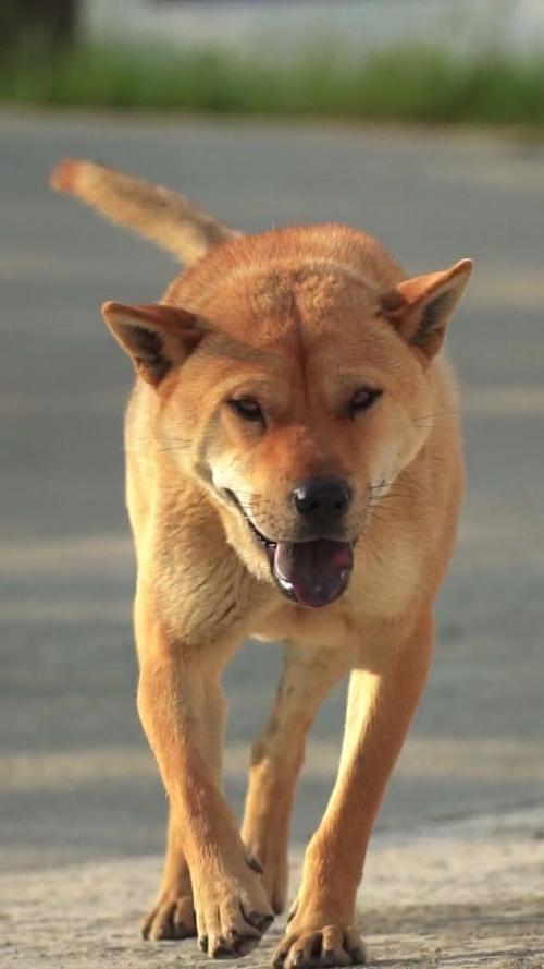 中华田园犬眼睛黄色，田园犬眼睛颜色