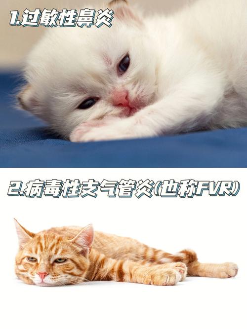 波斯猫感冒的病因是什么引起的，波斯猫生病是什么状态