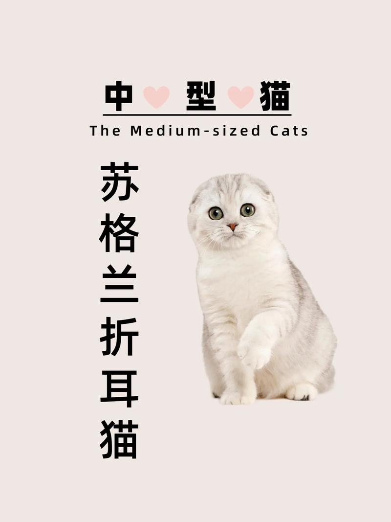 苏格兰折耳猫吃什么，苏格兰折耳猫最爱吃什么