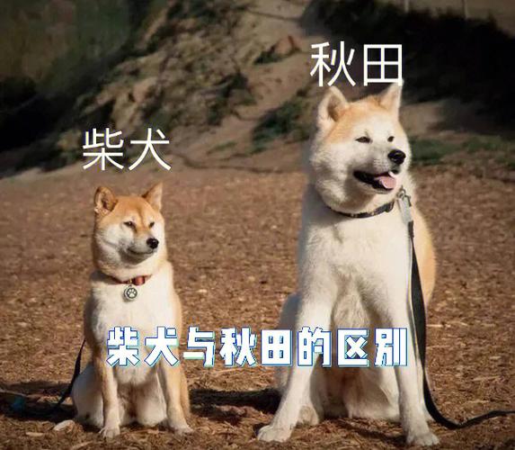 日本柴犬与秋田犬区别大吗，日本柴犬与秋田犬区别大吗图片