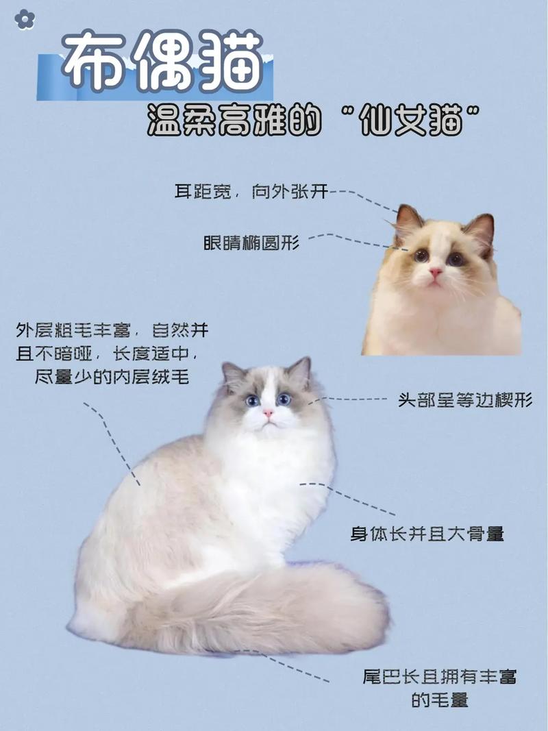 布偶猫的小知识，布偶猫的小知识大全