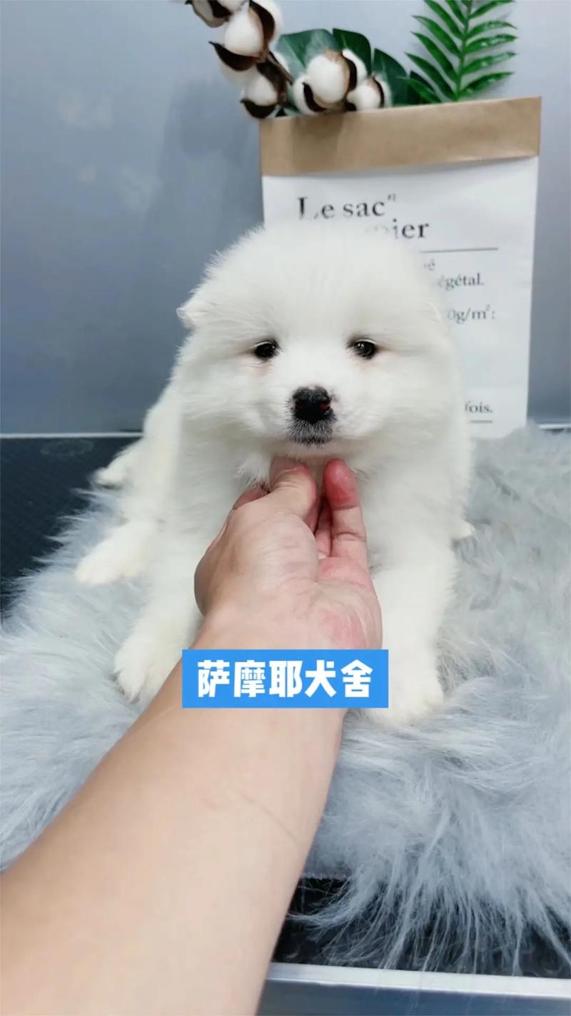 如何养好萨摩耶幼犬，如何饲养萨摩耶幼犬