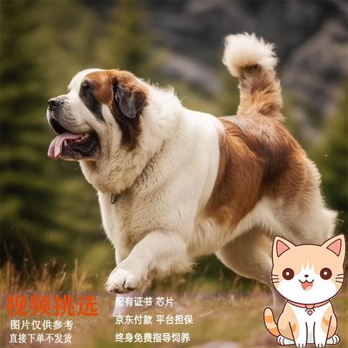 正确训练圣伯纳犬的方法视频，圣伯纳犬有什么好处