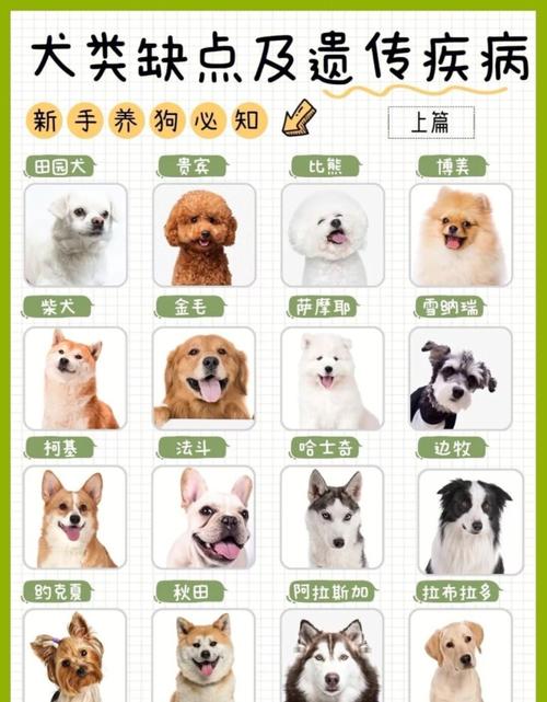 茶杯犬要怎么照顾，茶杯犬怎么养活