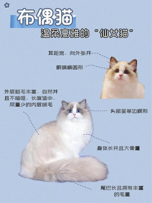 布偶猫排不出毛球会很粘人吗，布偶猫不长毛怎么办