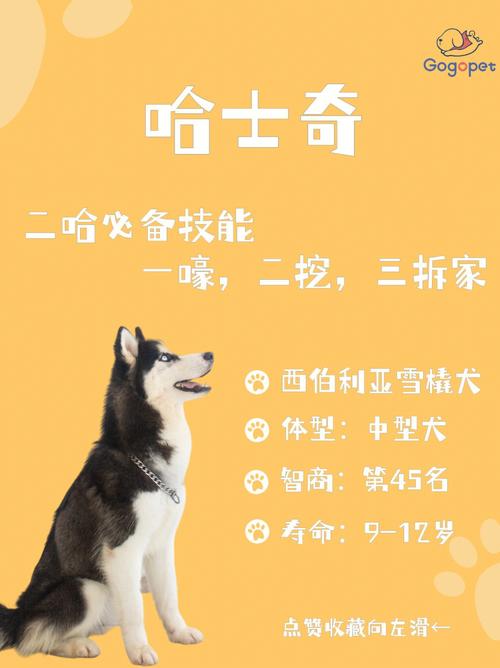 哈士奇为什么喜欢乱叫，哈士奇为什么呜呜的叫