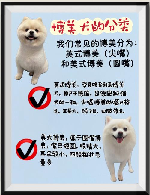 博美犬的饲养方法，博美犬的饲养方法及三大注意事项