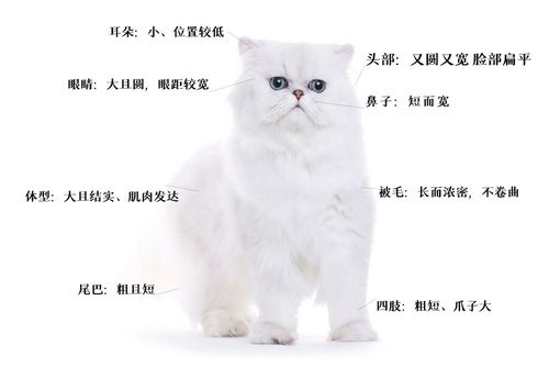 波斯猫的外形和性格，波斯猫特点性格