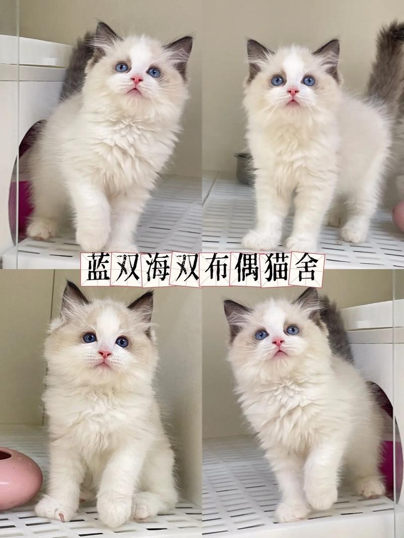 去哪里买布偶猫，布偶在哪买