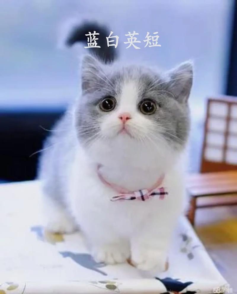 波斯猫和蓝猫能配么，波斯猫和蓝猫配种会是什么样的