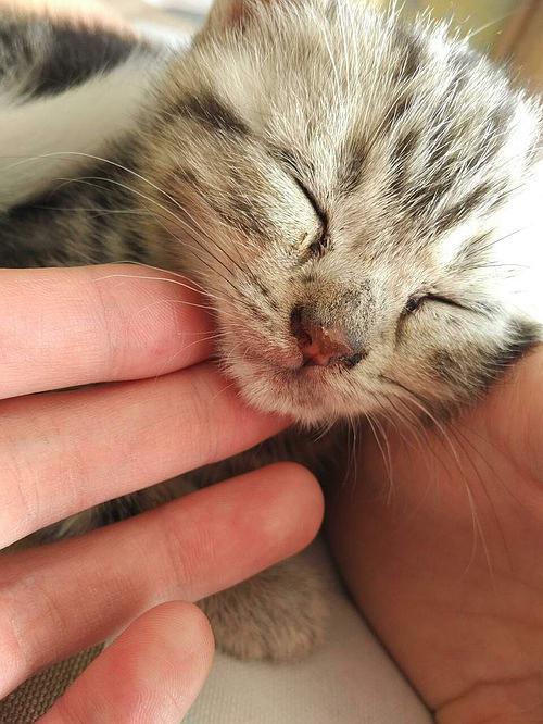 折耳猫鼻子干怎么回事，折耳猫鼻子长期喷血