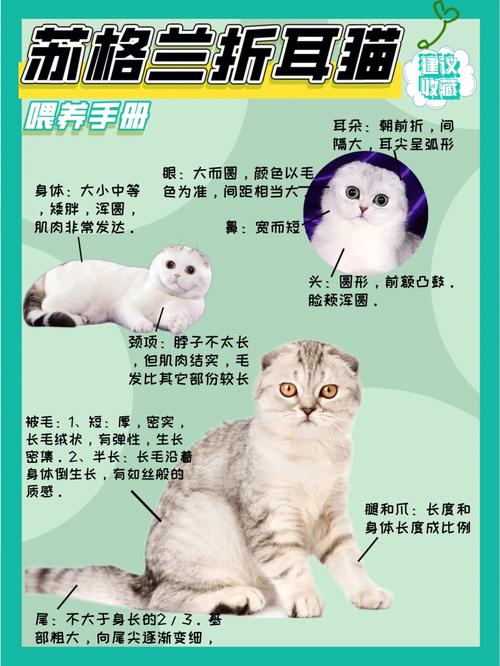 折耳猫饲养注意事项及处理方法，折耳猫饲养注意事项及处理方法图片