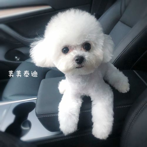 茶杯犬和玩具贵宾犬的区别，茶杯型贵宾犬多少钱一只