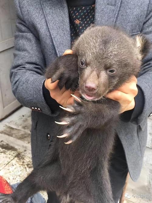 幼年藏獒怎么养，幼年藏獒怎么养殖