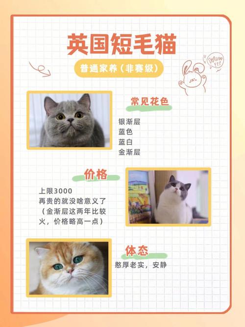 苏格兰折耳猫价格排序，苏格兰折耳猫价格排序图