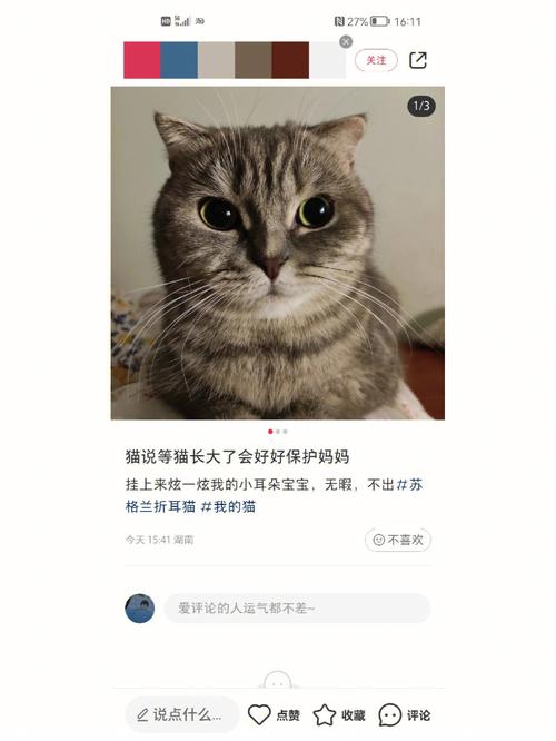 折耳猫的耳朵怎么清理，折耳猫耳朵容易脏吗