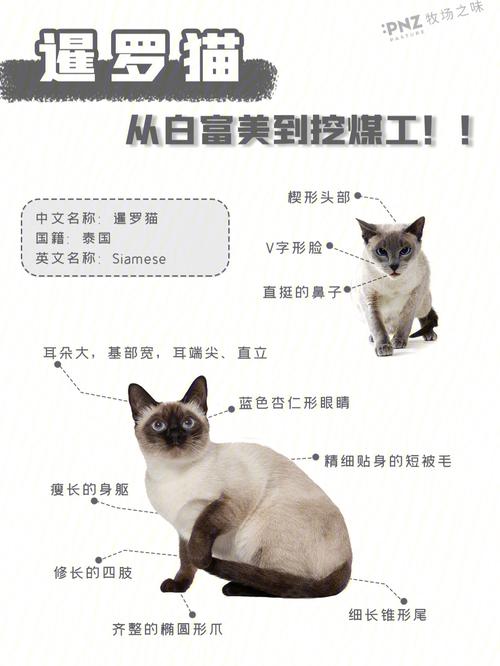 怎么养猫暹罗猫，怎么养猫暹罗猫好