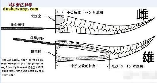 怎么判断蛇的性别，怎么判断蛇的性别女性