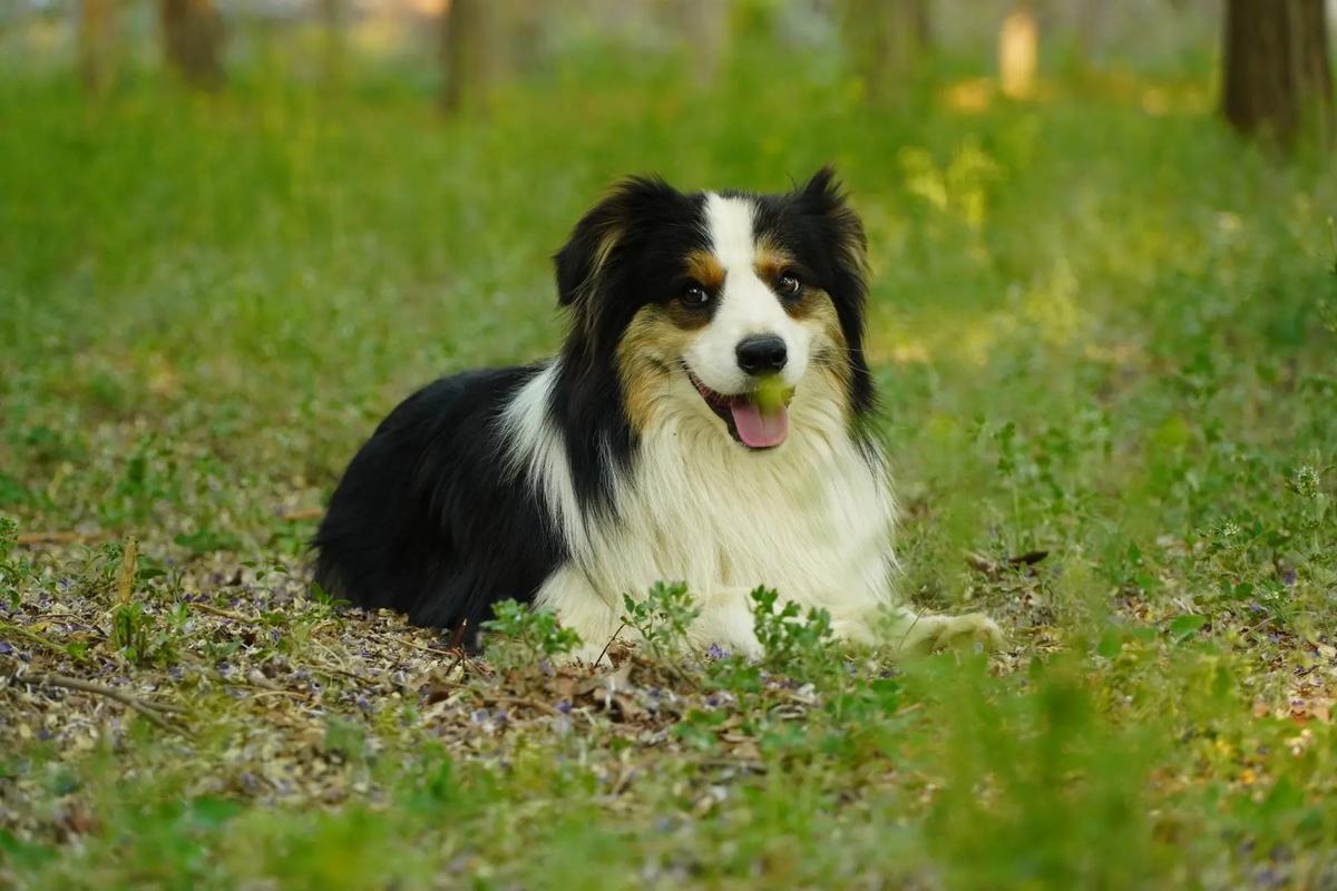 边境牧羊犬好养吗?应该怎样养，边境牧羊犬厉害吗