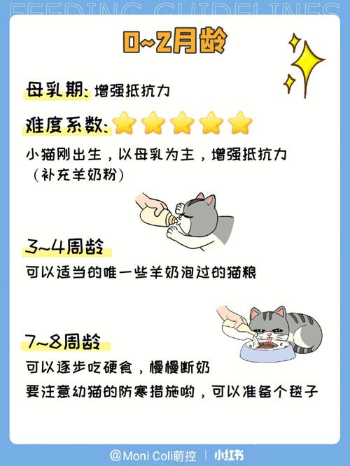 波斯猫幼崽怎么养，波斯猫新手怎么养