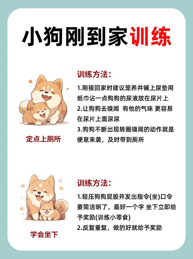 秋田犬的基本训练和护主训练，秋田犬的饲养注意事项