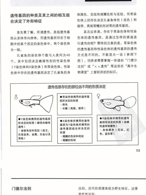 孔雀鱼繁殖攻略，孔雀鱼繁殖技术要点