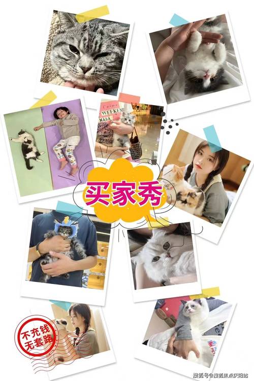 在哪里购买布偶猫才能送人，哪里可以买到布偶猫