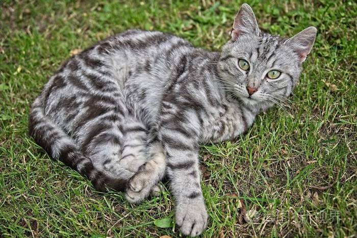 虎斑猫属于什么品种?，虎斑猫是什么