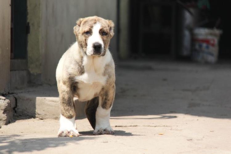 中亚牧羊犬怎么养，中亚牧羊犬饲养方法