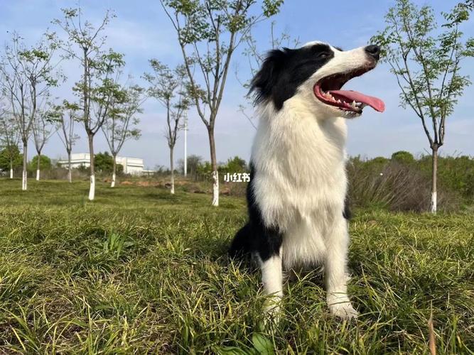 边境牧羊犬训练教程视频，边境牧羊犬狗狗训练技巧大全