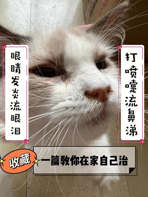 波斯猫流鼻涕打喷嚏怎么办，波斯猫拉稀怎么办