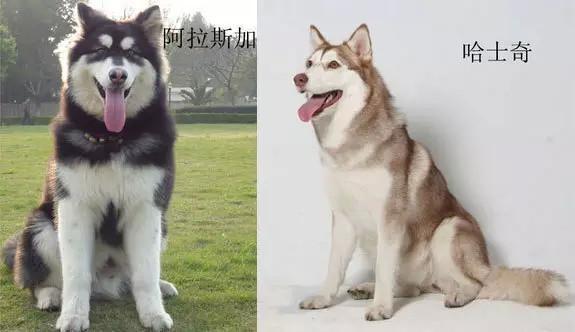 阿拉斯犬和哈士奇，阿拉斯犬和哈士奇哪个聪明