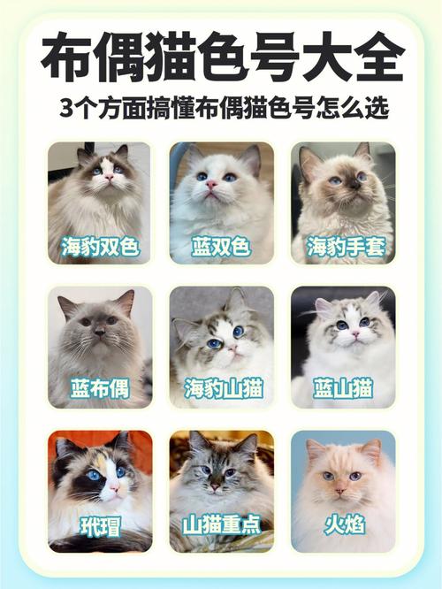 布偶猫咪怎么看品相，布偶猫咋看品相