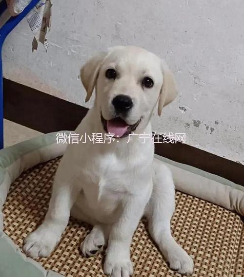 拉布拉多犬好养活吗?，拉布拉多犬好养吗 听话吗