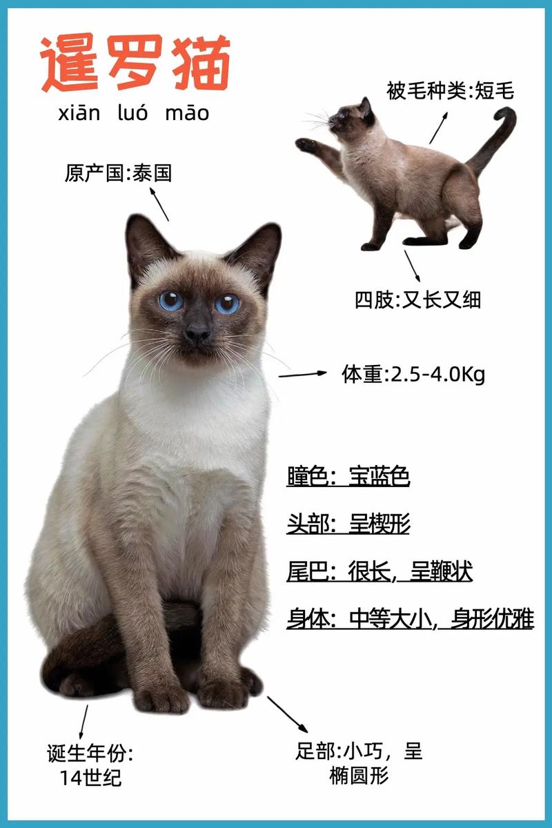 暹罗猫猫品种介绍与图解，暹罗猫10大品种