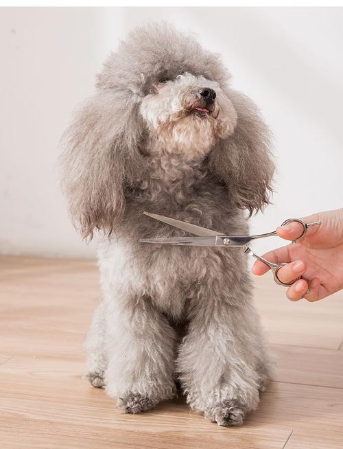 北京犬的简易美容方法视频，北京犬造型修剪需要用的工具有哪些?