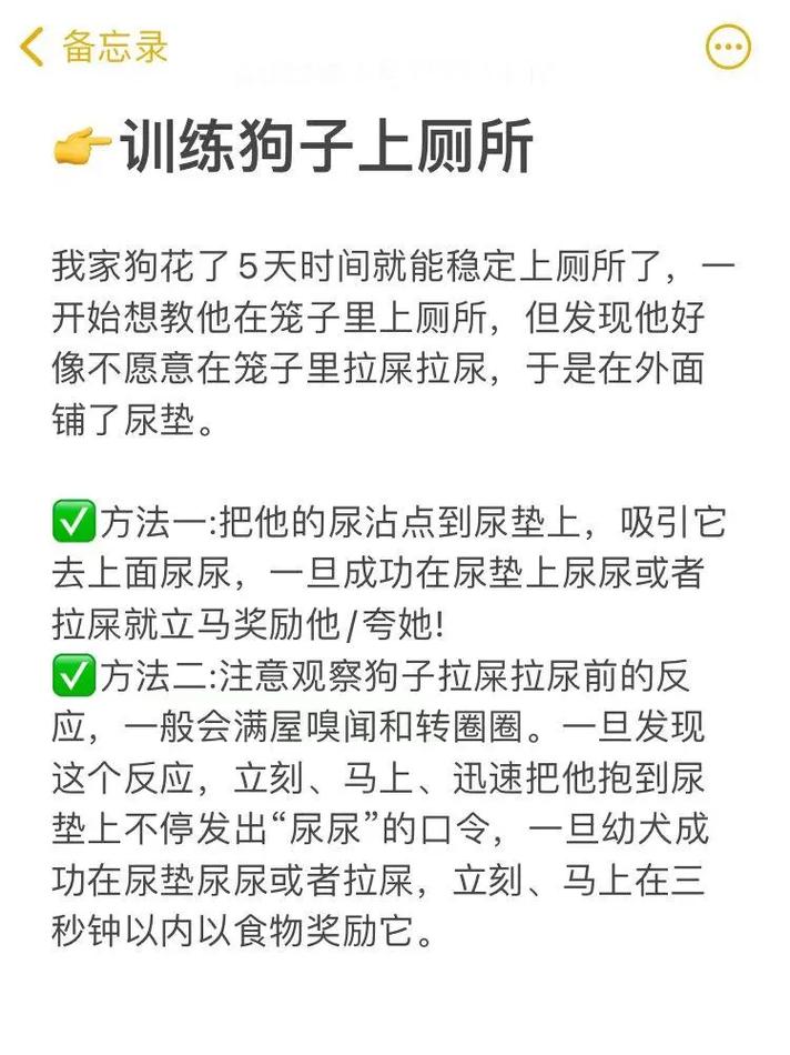 萨摩耶幼犬随地大小便，萨摩耶定点大小便教学