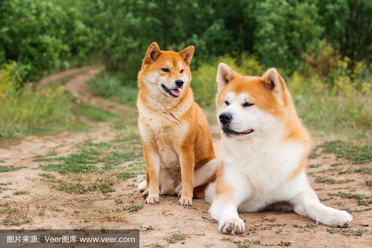 日本的柴犬和秋田犬，日本柴犬跟秋田犬