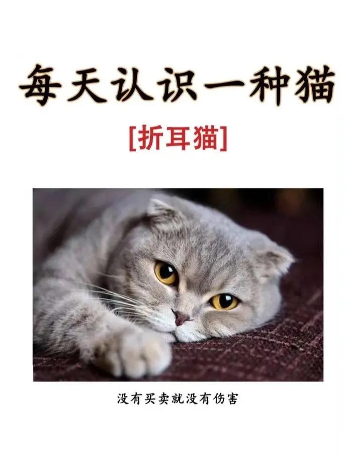 折耳猫寿命多少，折耳猫寿命长吗