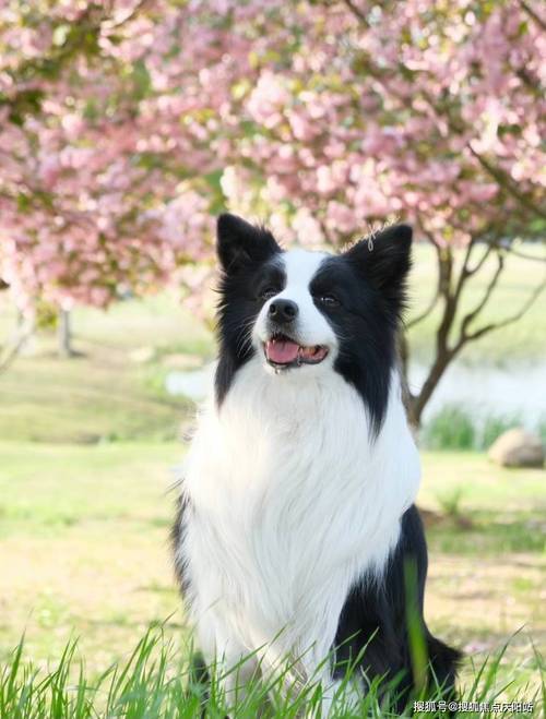 边境牧羊犬选购时需注意些什么，边境牧羊犬选购时需注意些什么问题