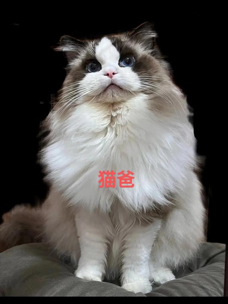 颜值高的布偶猫怎么养的，布偶如何养的好