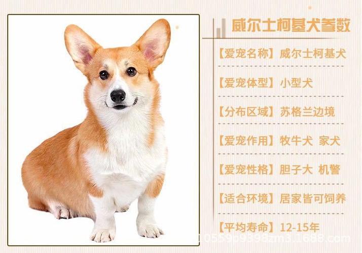 瑞典柯基幼犬，瑞典柯基犬多少钱一只