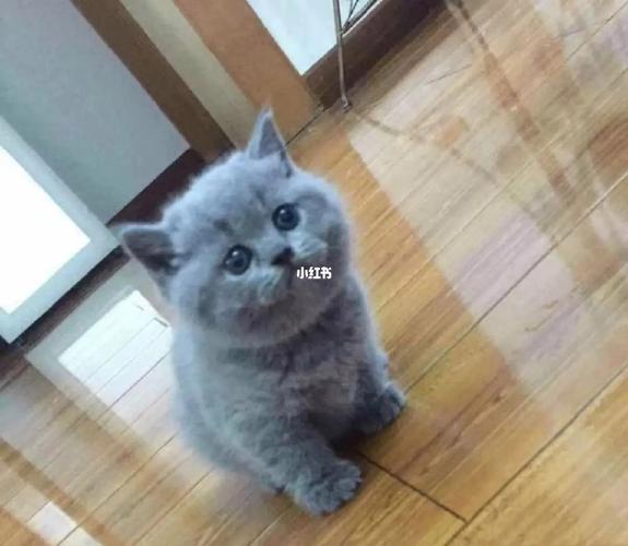 波斯猫和蓝猫可以在一起养吗，波斯和蓝猫生的猫崽