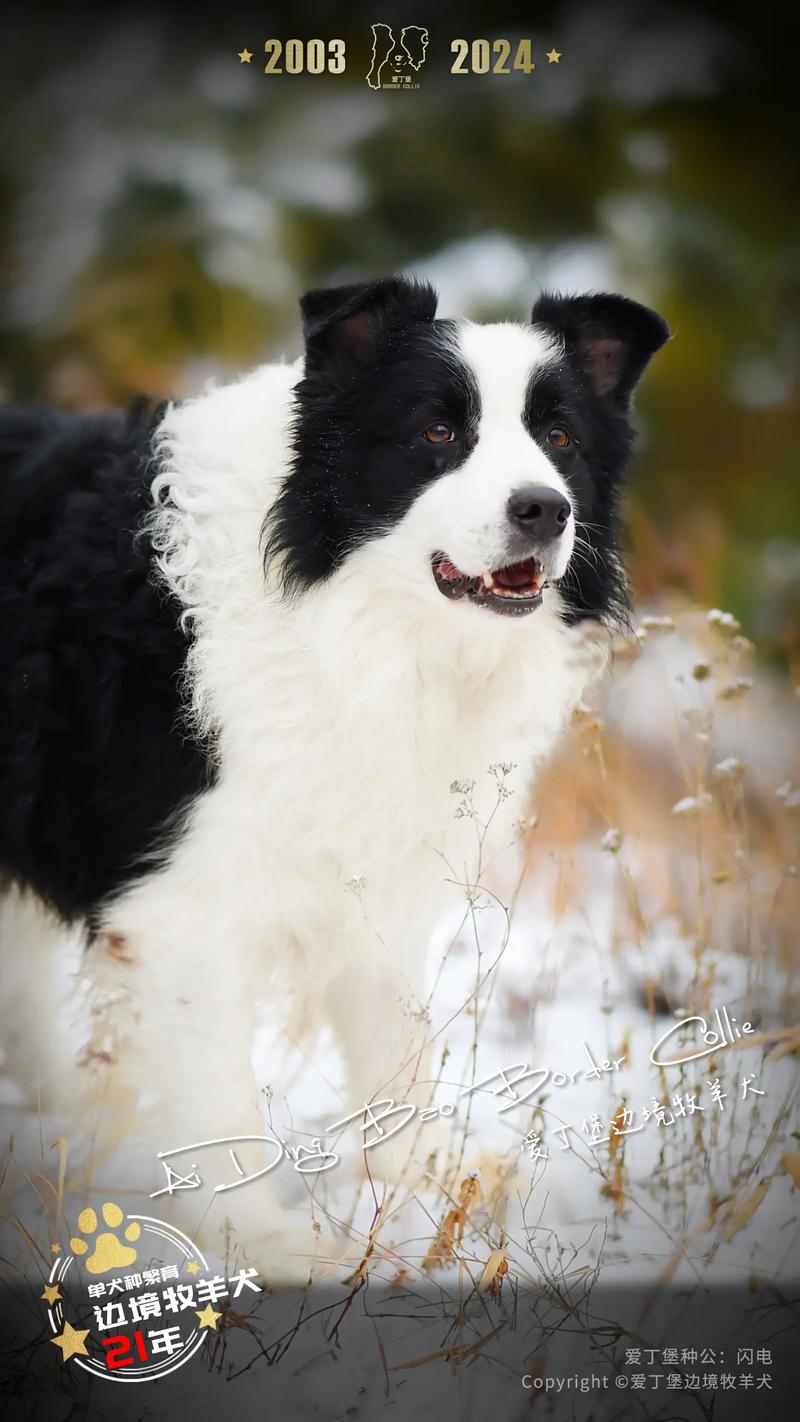 边境牧羊犬怎么喂，边境牧羊犬一般吃什么