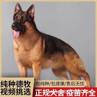 纯种牧羊犬怎么训练听话，牧羊犬怎么教才聪明呢