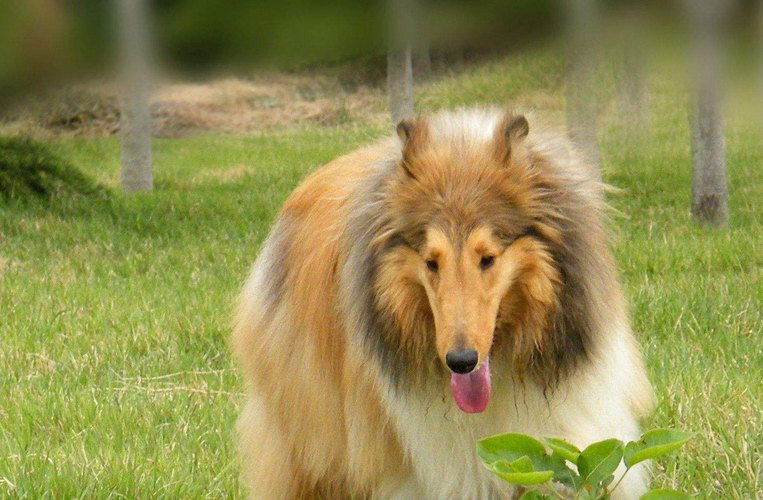 苏格兰牧羊犬造型，苏格兰牧羊犬的种类